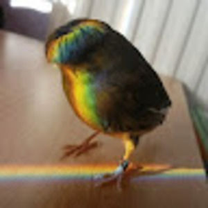 Meet your Posher, Gabriel